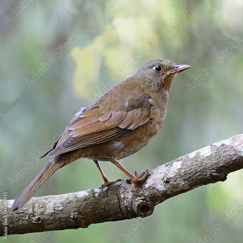 female Grey-winged Blackbird