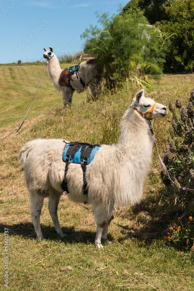 two pack llamas