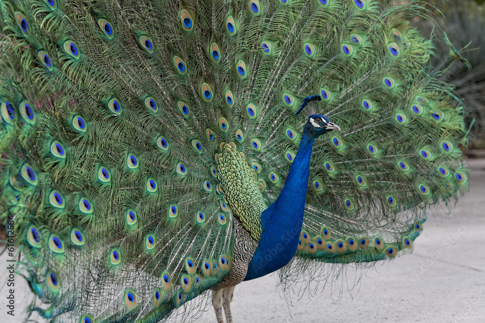 Obraz premium Peacock Displaying its plumage