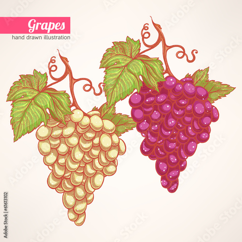bunches of grapes