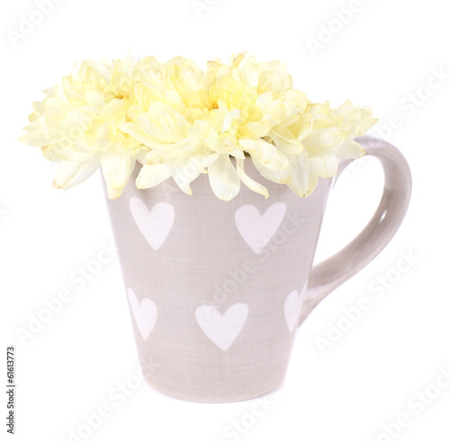 Beautiful chrysanthemum flowers in cup isolated on white