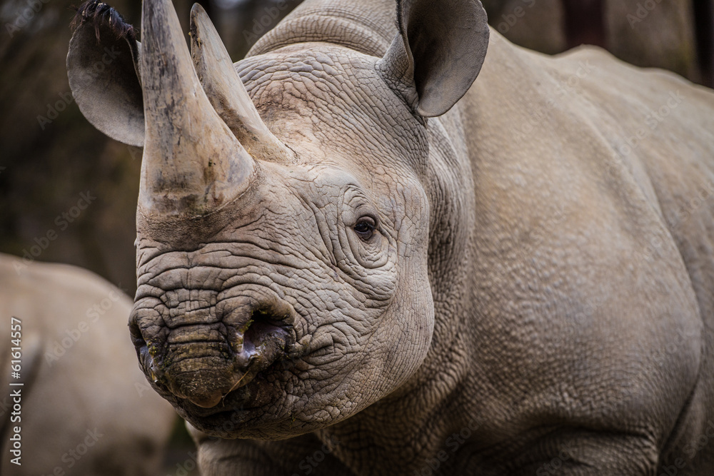 Fototapeta premium rhinoceros