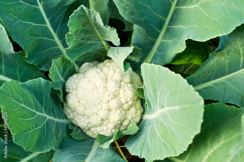 Fresh cauliflower photo