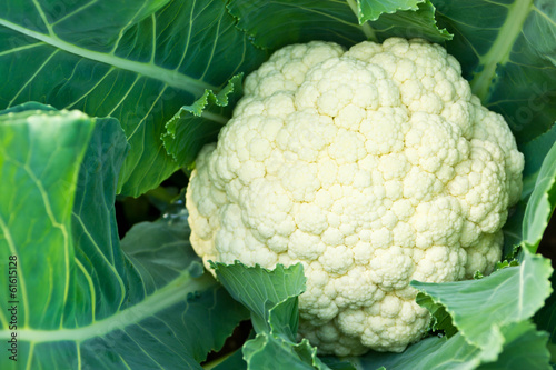 Fresh cauliflower photo