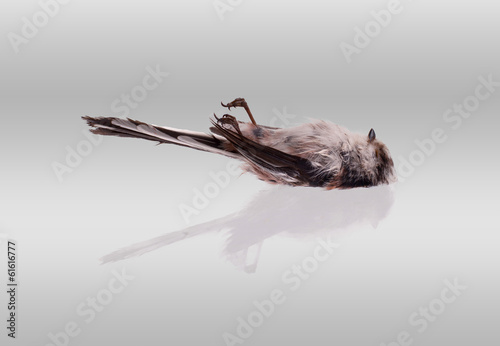 Deceased long-tailed tit