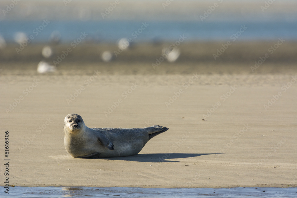 Fototapeta premium Les phoques de la côte Picarde en Baie d'Authie, à Berck-sur-m