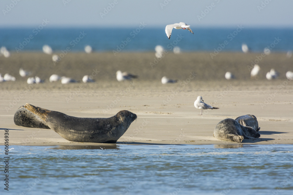 Obraz premium Les phoques de la côte Picarde en Baie d'Authie, à Berck-sur-m