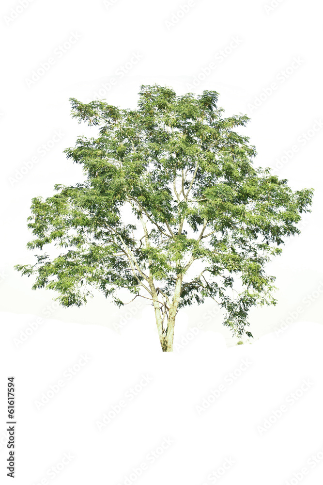 Tree isolate on a white background Tree isolate on a white background