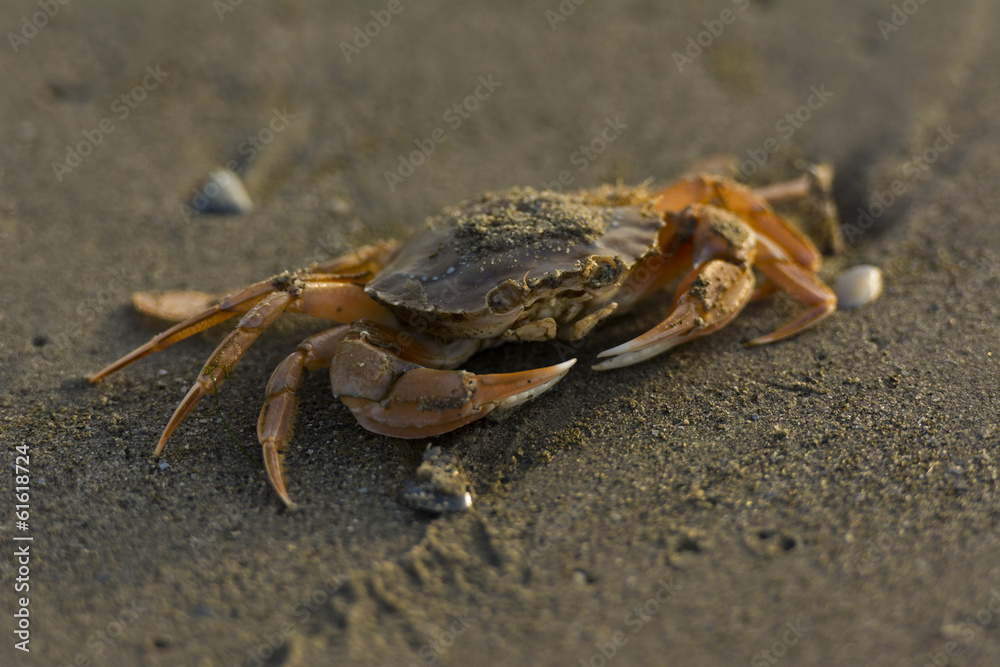 Crabe attrappé par un pêcheur de crevette et libéré sur la p