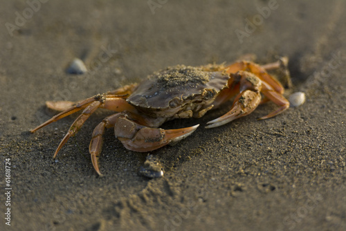 Crabe attrappé par un pêcheur de crevette et libéré sur la p