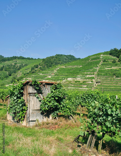 Weinberg in der Wachau in Dürnstein an der Donau photo