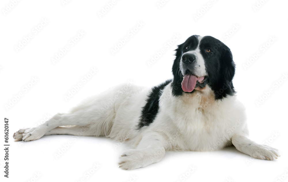 landseer dog