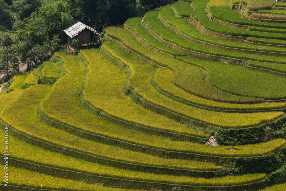 Rice field at Mu Cang Chai, Yenbai province, Vietnam Rice field at Mu Cang Chai, Yenbai province, Vietnam