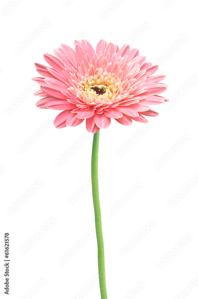 beautiful pink gerbera daisy flower isolated on white