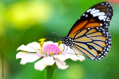 Closeup butterfly on flower (Common tiger butterfly)