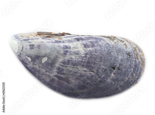 Fototapeta Naklejka Na Ścianę i Meble -  Miesmuschel (Mytilus) / weißer HG