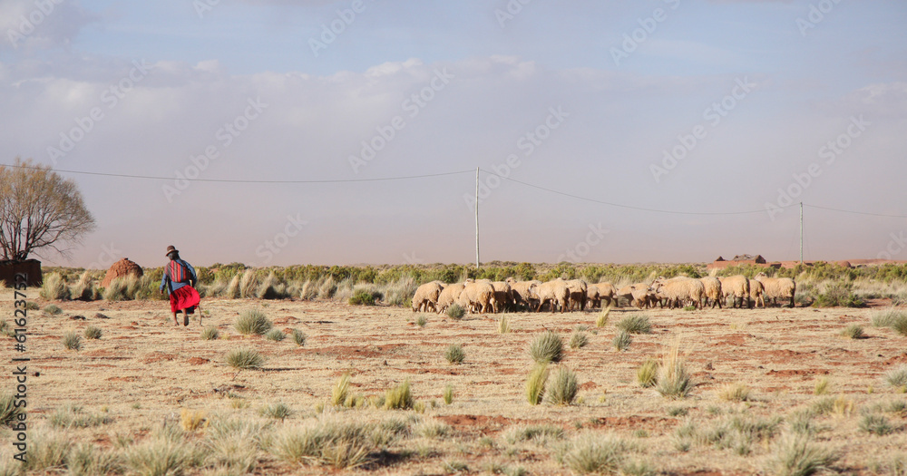 Old Woman Shepherd and flock of sheep in Bolivia, South America