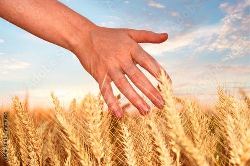 Hand touching wheat at wheat field