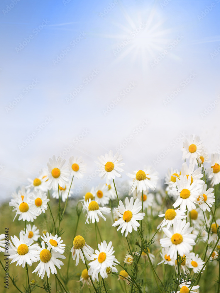Fototapeta premium Kamillenblüten und Sonnenschein