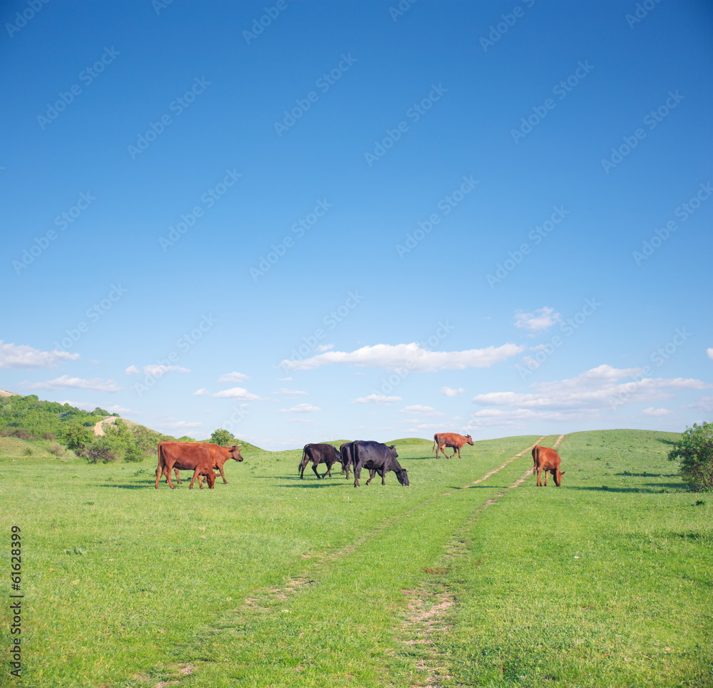 Herd of cows on green summer field Herd of cows on green summer field