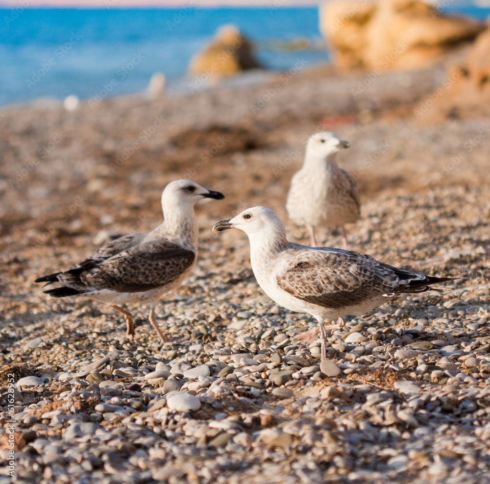 seagulls on the beach seagulls on the beach