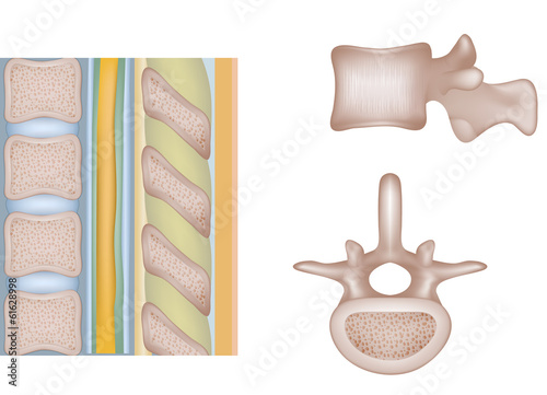 Human spine, vertebral bones and intervertebral disks.