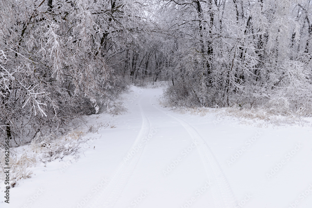 forest in winter forest in winter