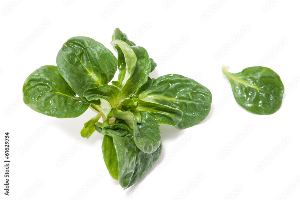 Obraz premium Field, Corn Salad on white background close-up