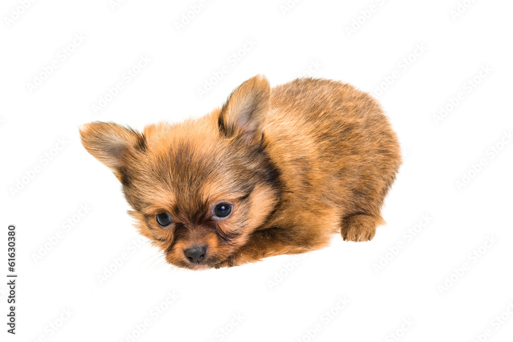 Chihuahua puppy Chihuahua puppy