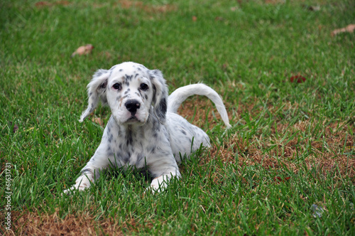 English Setter Dogs photo