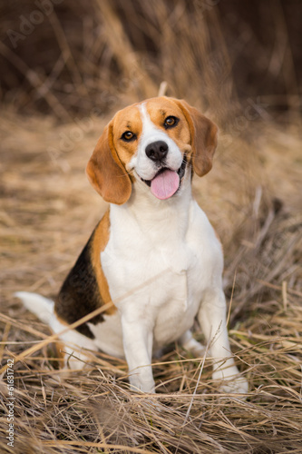 Beagle dog portrait outdoors photo