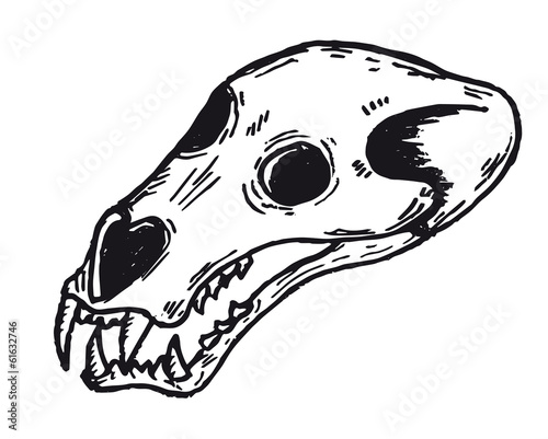 teschio pantera orso