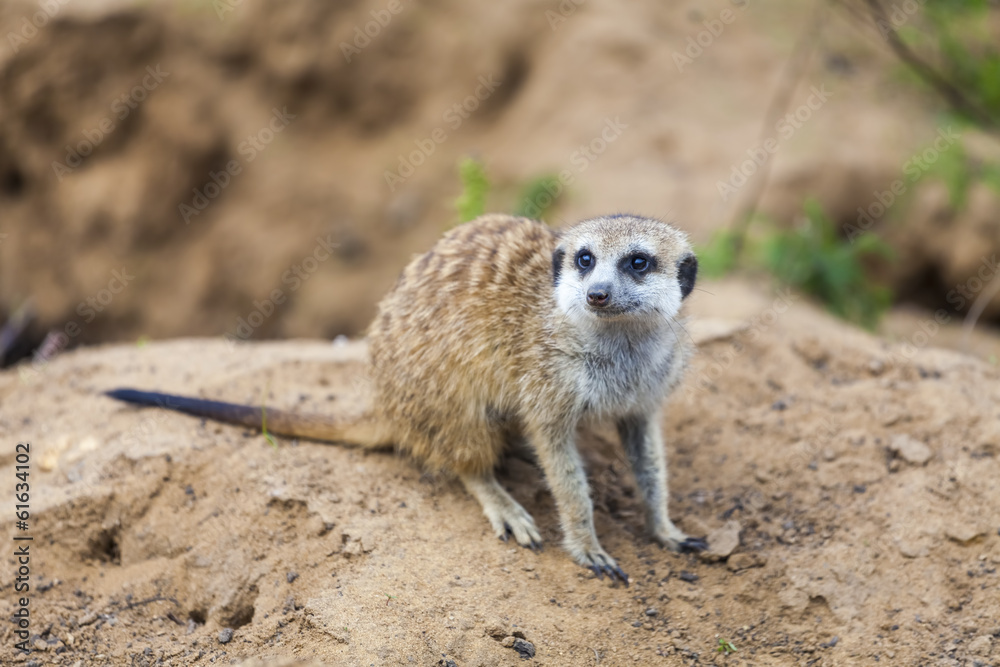 Fototapeta premium Meerkat on sand