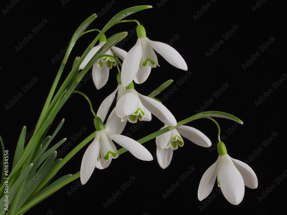Obraz premium perce neige
