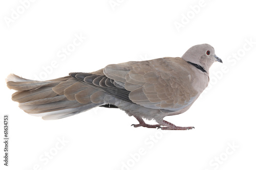 Wallpaper Mural eurasian collared dove Torontodigital.ca