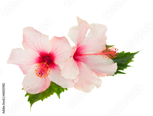 two pink hibiscus flowers with leaves