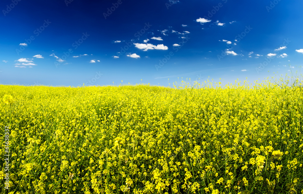Obraz premium Field with flowers. Beautiful agricultural landscape