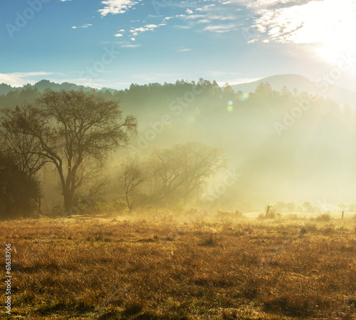 Fog on meadow