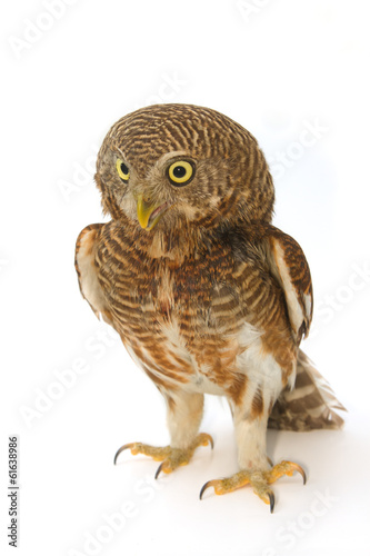 Asian Barred Owlet (Glaucidium cuculoides) © praisaeng