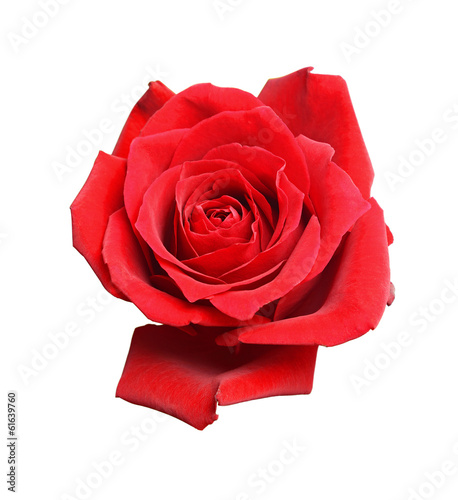 Fototapeta Naklejka Na Ścianę i Meble -  Red rose flower