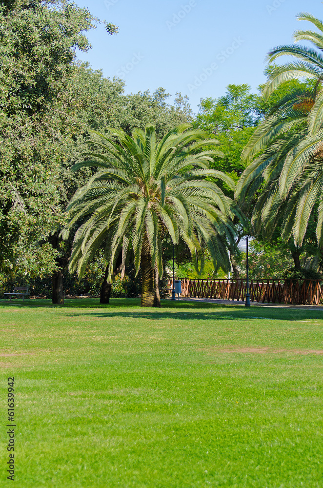 Palm tree in the park.
