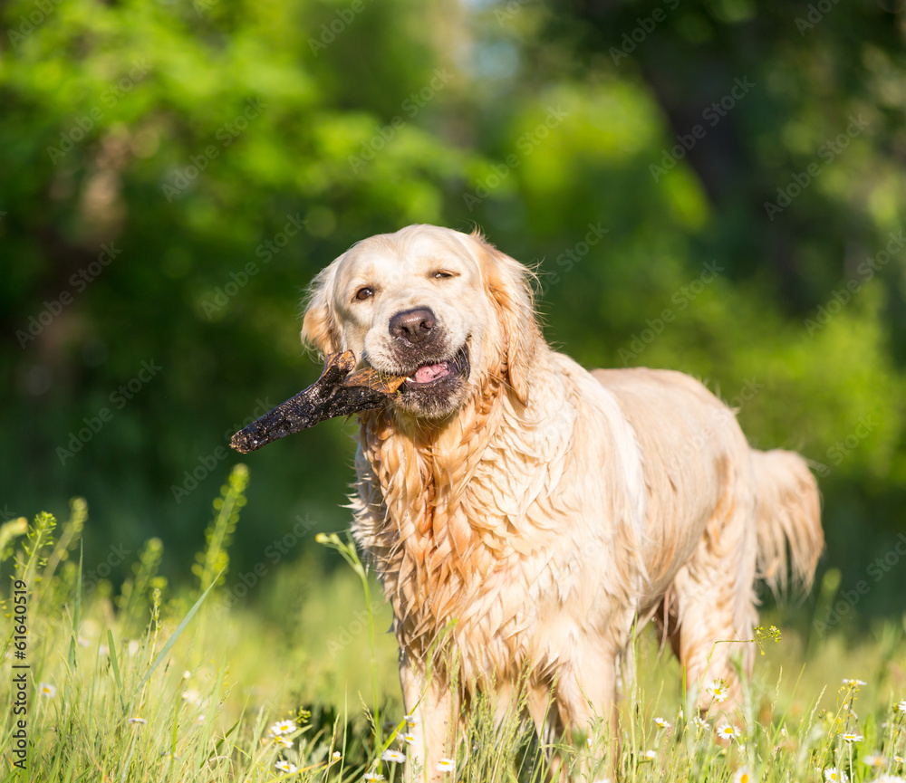 Obraz premium Retriever
