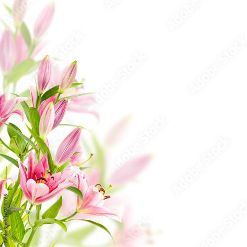 Fototapeta Naklejka Na Ścianę i Meble -  Pink lily