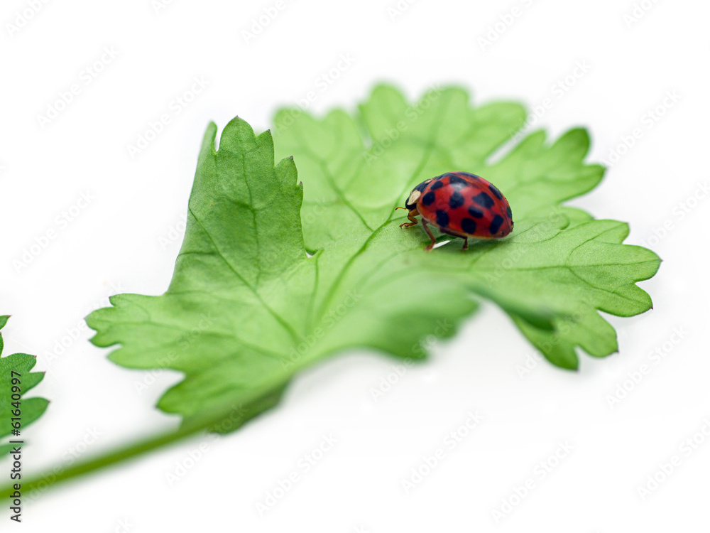 Fototapeta premium Ladybird