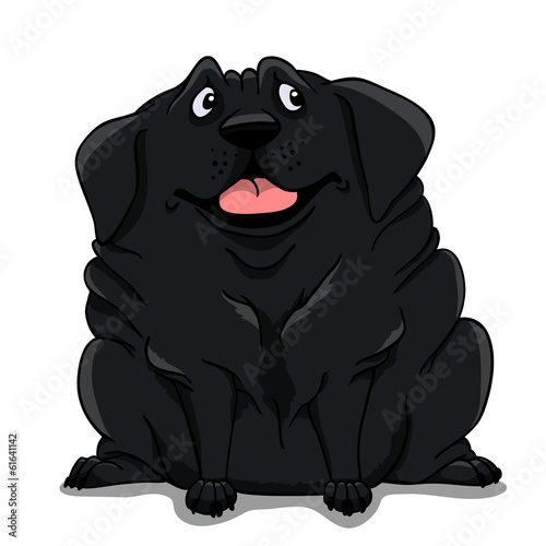 Fat Labrador black