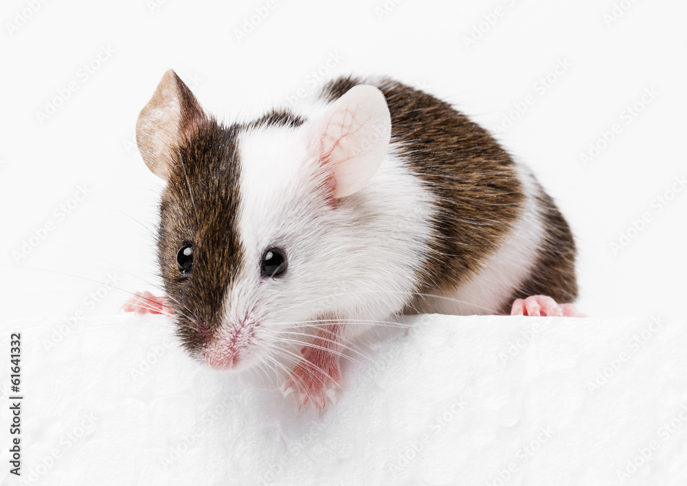 mouse mouse
