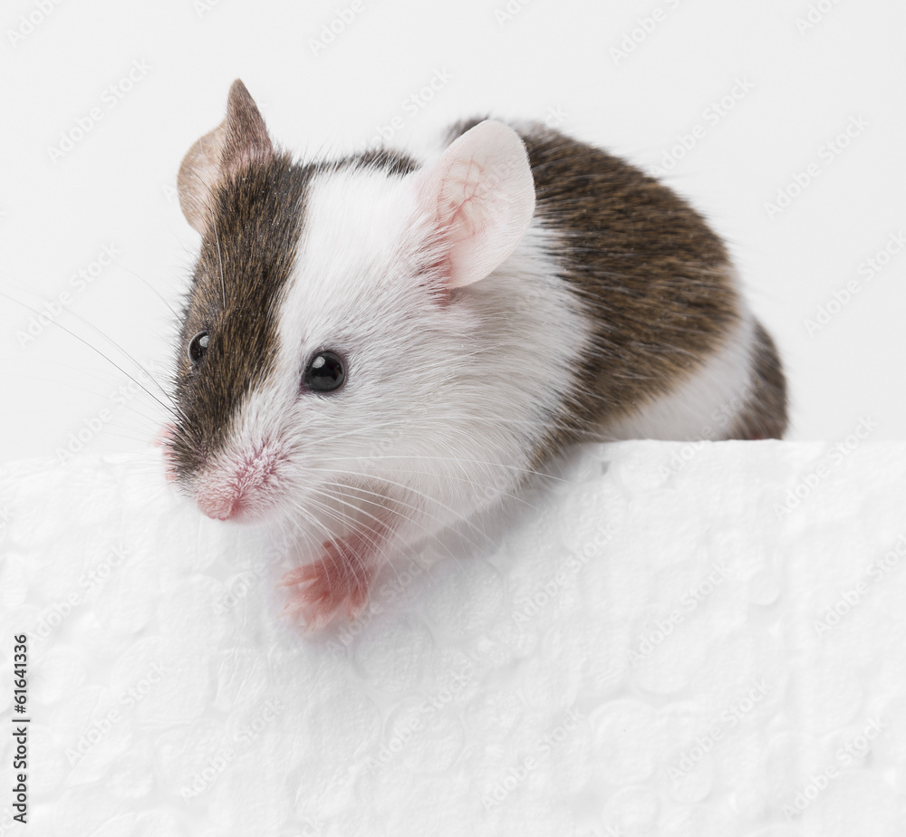 mouse mouse