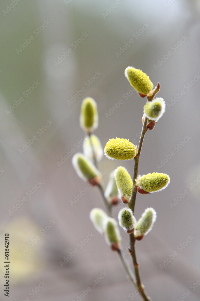 Spring yellow buds of pussy-willow Spring yellow buds of pussy-willow