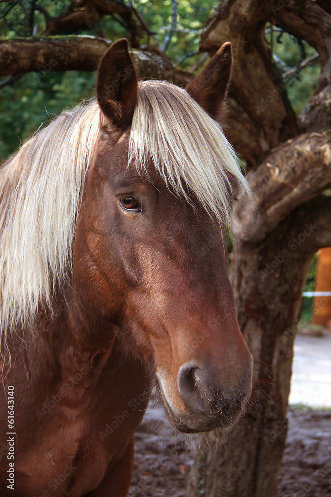 Obraz premium Cheval