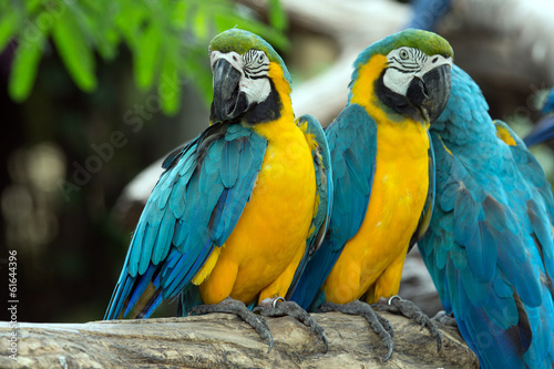 parrots © Pakhnyushchyy